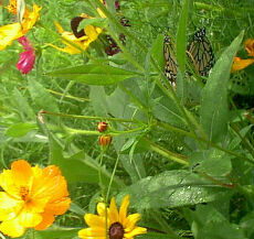 Visit the photos of my butterfly garden