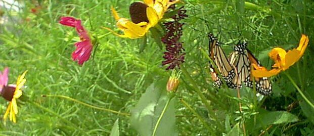 More of the FlutterBy's