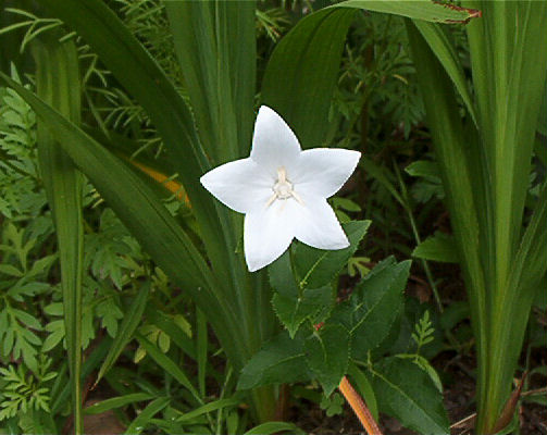 White Ballon Flower