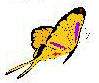 butterfly garden