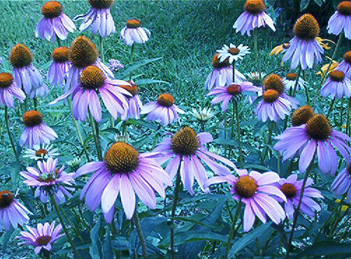 Native Iowa Cone Flower 