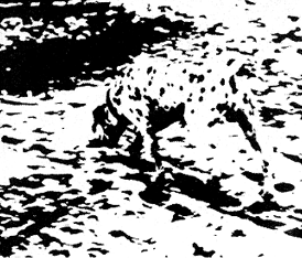 DO you see the dog?