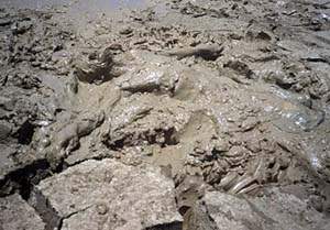 MUD OR MAN?