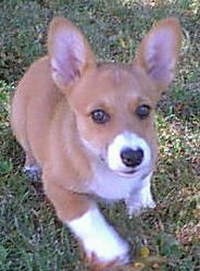 Sammie's Toy Rescue page and more!