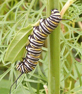 Click pic to Return to the FLUTTERBYS page