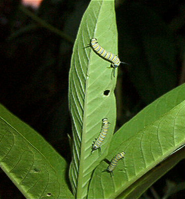 click on pic for next photo - more catterpillars