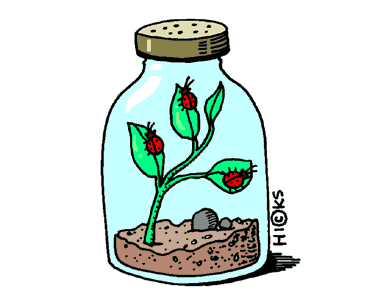 graphic of bug in jar