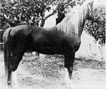 Alla Amarward
