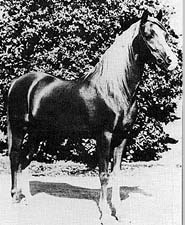 Alla Amarward