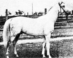 Amurath-Sahib