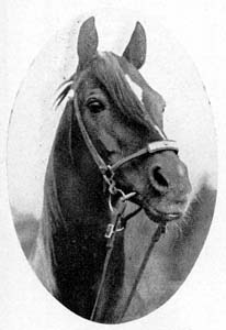 Antez (head)