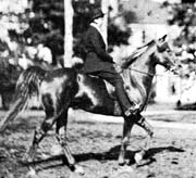 Antez ridden