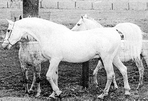 Azraff with mares