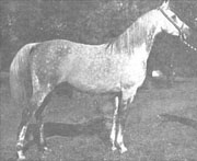 Young Azraff