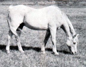 Azym