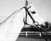 Balaljka (head)