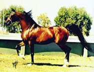 *Bask trotting (halter)