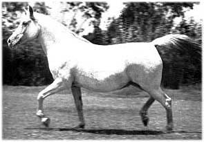 Bint Sahara