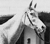 Bukra (head)