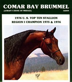 Comar Bay Brummel (head)