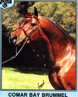 Comar Bay Brummel (ad/head)