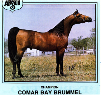 Comar Bay Brummel (full/ad)