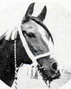 Dwiza (head)