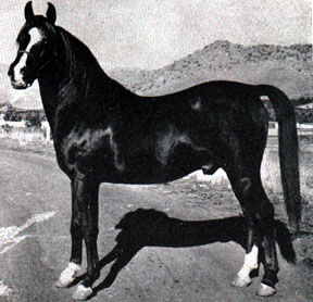 Faronek