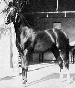 Ferdin (adult)