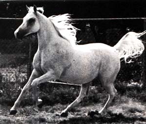 Fersara