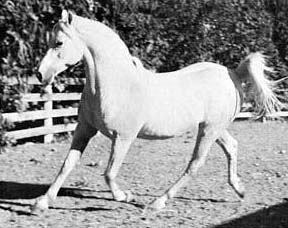 Ferseyn trotting
