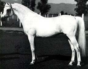 Ferzon