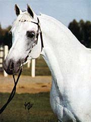 Ferzon