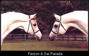 Ferzon & Gai-Parada
