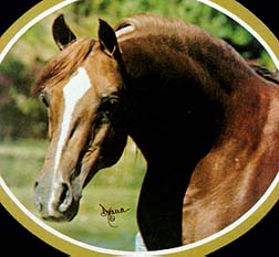 Firebrand (head)