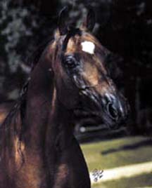 Gamaar (head)
