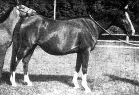 Gazella II