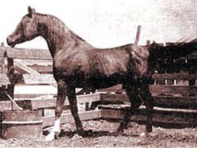 Gulastra (aged)