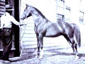 Gulastra (young)