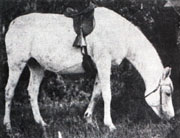 Gulnare