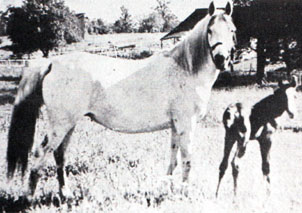 Gulnare with foal, Gayza