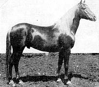 Harara
