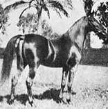 Ibn Rabdan