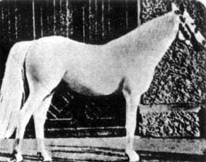 Ibrahim