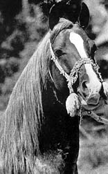 Image (Arabian headstall)
