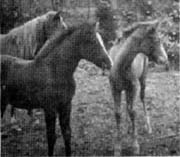 Imagida (left)