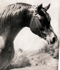 Imaraff (head)