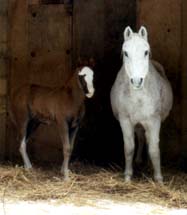 Imbir' and Lonnie