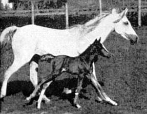*Kareyma with foal