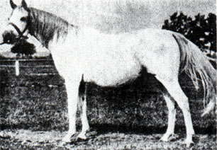 Koalicja
